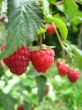 the red raspberry 