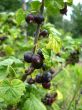 the black berries of currant 