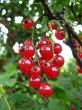 the red berries of currant 