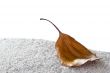 Brown Autumn Leaf