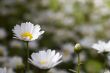 White Daisy