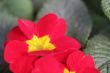 Red Flower