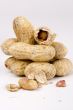 Pile of Peanuts