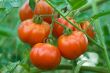 Tomatoes on a branch