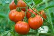 Tomatoes on a branch