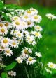 Green grass with daisy flowers