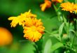 Orange flowers with raindrops