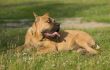 A dog lying on the grass