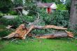 Large Oak Tree broken to Pieces
