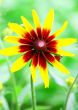 Yellow Flower