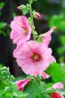 Pink malva Silvestris. Mallows