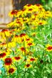 Yellow flowers