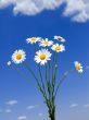 Wild daisies bouquet