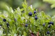 blueberry shrubs