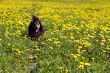 Dachshund on flowering meadow