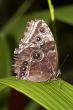 Blue Morpho Butterfly 