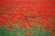 many red poppies
