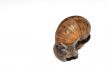 snail crawling