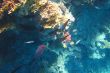colorful fish in the sea