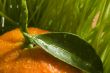 Orange Tangerine
