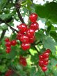 the red berries of currant 