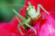 green grasshopper large