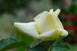 light yellow rose
