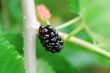 black mulberry