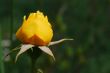yellow rose