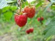 the red raspberry