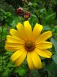 the beautiful yellow flower