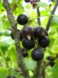 the blackcurrant