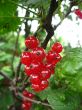 the red currant