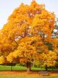 City park in autumn