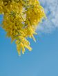 Australian acacia