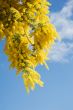 Australian acacia