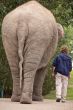 Walking with the elephant