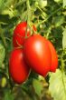 Ripe red tomatoes