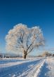 Frost covered tree