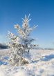 Frost covered christmas tree