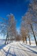 Frost covered birch tree allay in winter