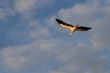 Flying white stork