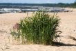 Seagrass in sandy beach