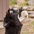 The screaming Llama