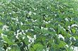 Cabbage field