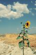 one sunflower against the straw of the farm