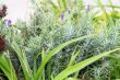 green decorative leaves
