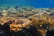 coral reef in egypt