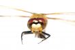 ragonfly looks at the camera