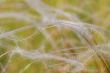 soft spring grass